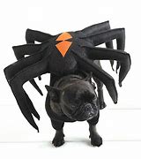 Image result for Dog Spider Costume