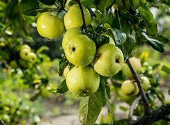 Image result for Organic Green Apples
