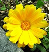Image result for Public Domain Image of Spring Flowers with White Background