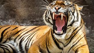Image result for Biggest Tiger Yawn