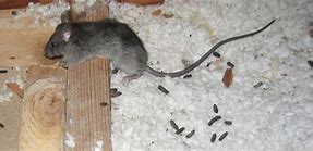 Image result for Rat Poop Disease Symptoms