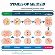 Image result for Meiosis Labeled