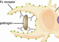 Image result for Macrophage Animation