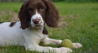 Image result for Spaniel Dog