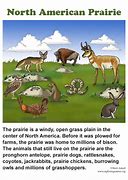 Image result for Prairie Animals List