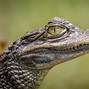 Image result for Crocodile Alligator Comparison