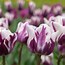 Image result for Tulip Flower Facts
