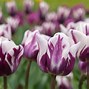 Image result for Real Tulips
