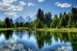 Image result for Tree by Lake