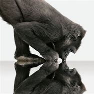 Image result for Polish Gorilla Glass