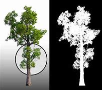 Image result for Tree Alpha
