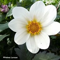 Image result for Dahlia Dahlegria White (Dahlgr95)