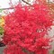 Image result for Acer palmatum Skeeters Broom