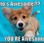 Image result for You're Awesome Dog Meme