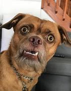 Image result for Rurprised Dog Looking at Phone Meme