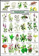 Image result for Non Edible Plants List in Africa