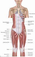 Image result for Lumbar Surface Anatomy