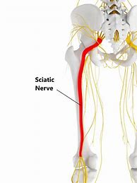 Image result for Sciatic Nerve Anatomy