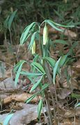 Image result for Uvularia sessilifolia