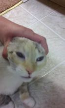 Image result for Orange Cat Head Pulled Back Meme