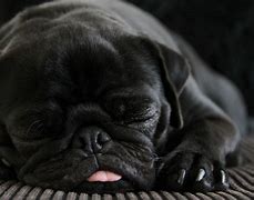 Image result for Pug Dog Photos