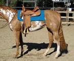 Image result for Types of American Horse Breeds