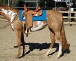 Image result for North American Horse Breeds