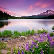 Image result for Nature Screensavers