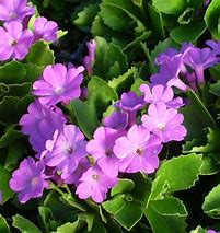 Image result for Primula marginata