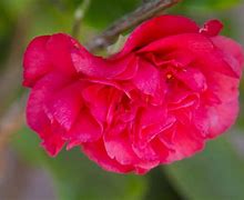 Image result for Hot Pink Screen