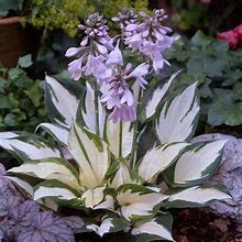 Image result for Hosta Fire and Ice