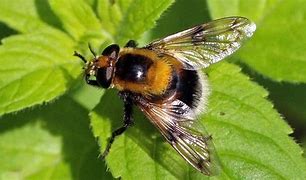 Image result for Tiny Bee Like Flies That Live in Moist Soil