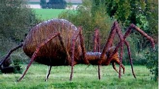 Image result for Real Life Giant Spiders