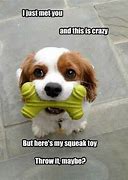 Image result for Crazy Funny Dog Memes