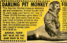 Image result for sea monkeys ad comic books