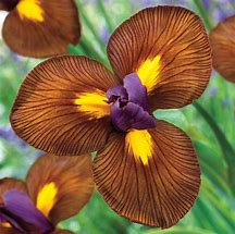 Image result for Iris hollandica Tigereye