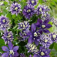 Image result for Bluish-Purple Clematis