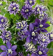 Image result for Purple Clematis Bush