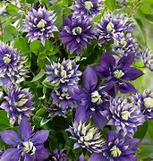 Image result for Purple Clematis Plant