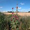 Image result for Alcea rosea Polarstar