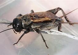 Image result for Gryllus Chinensis