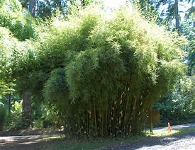 Image result for Fargesia robusta Formidable