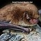 Image result for Owl Eating Bat