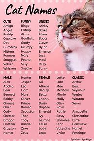 Image result for Cute Cat Names for Cats