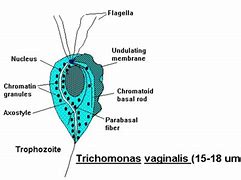Image result for Trichomonas Vaginalis Diagram