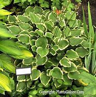 Image result for Hosta Lakeside Baby Face