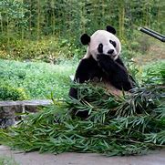 Image result for Giant Panda Opening Mouth