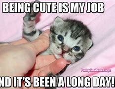 Image result for Super Cute Kitten Memes