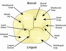 Image result for Parts of a Molar Tooth