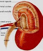 Image result for Renal Capsule Anatomy
